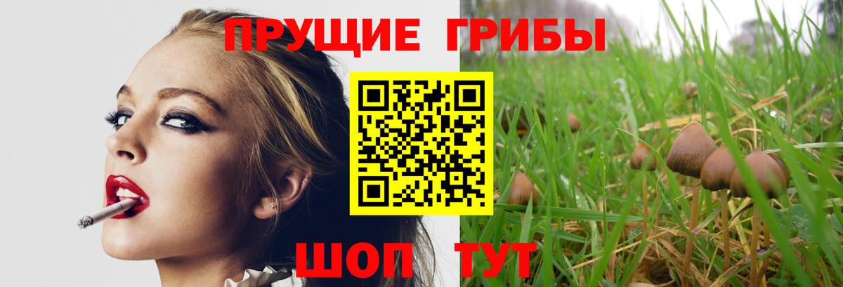 Галлюциногенные грибы Psilocybe Междуреченск